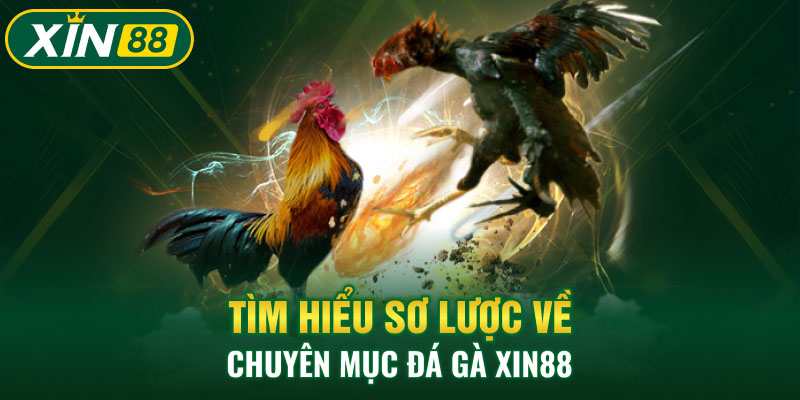 Tìm hiểu sơ lược về chuyên mục đá gà Xin88